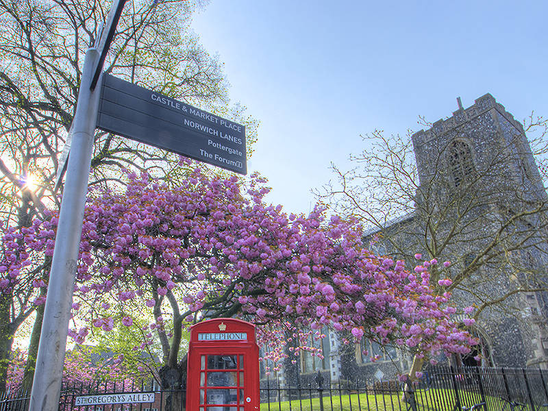 The background is filled with blue sky & a flint church. There is a pink cherry blossom tree, in full bloom. In front of the tree is a red telephone box.