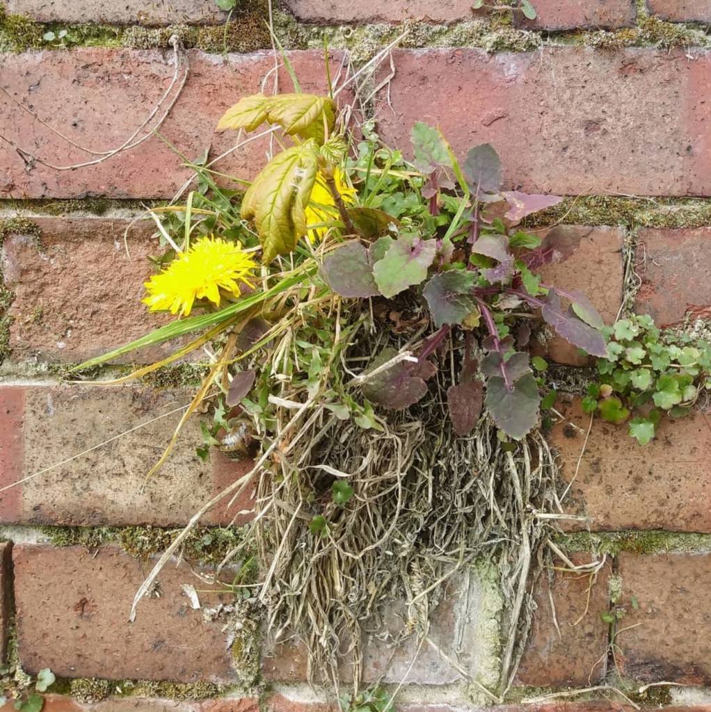 Yarmouth Springs Eternal Exhibition Norfolk & Norwich Festival